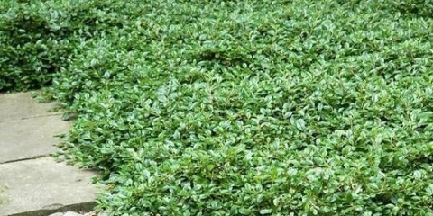 Horizontalni cotoneaster u pejzažnom dizajnu